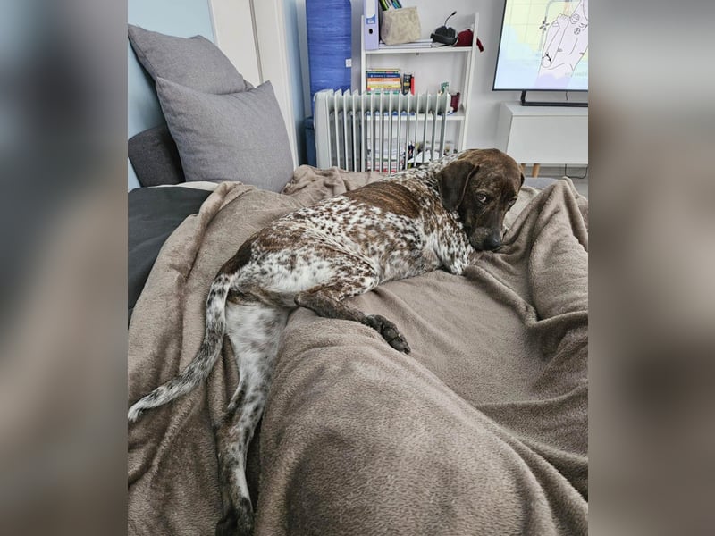 Stella hat schon viel dazu gelernt, wer gibt ihr ein Zuhause?