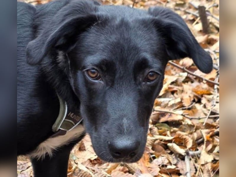 Süßer Paddy sucht seine Familie