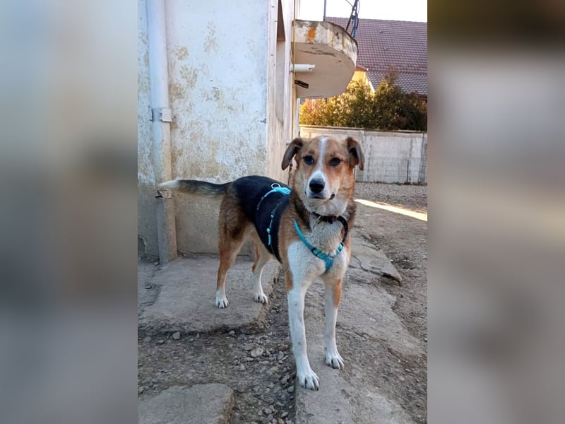 Goldige Alba sucht ihr eigenes Körbchen