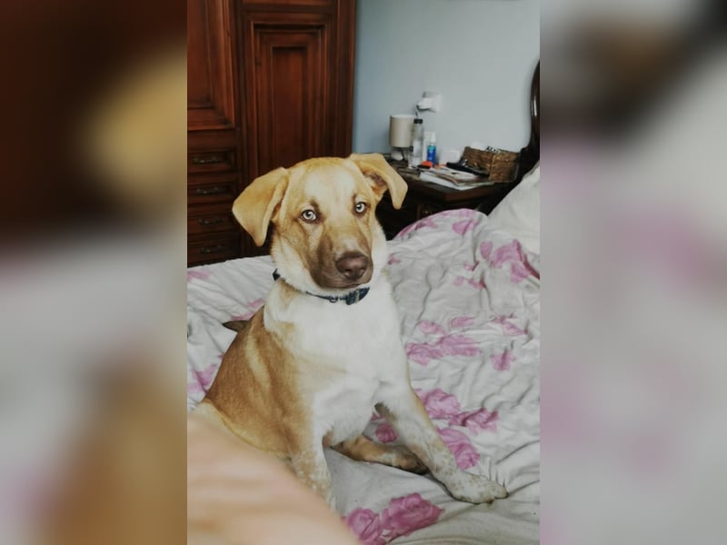 Knuffiger Toby sucht seine Familie