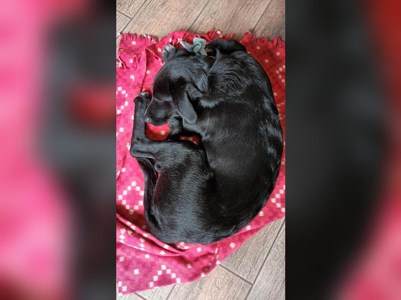 Süßer Paddy sucht seine Familie