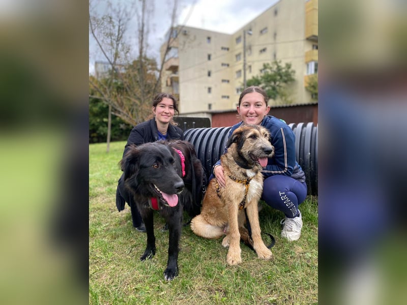 Hübscher Murphy sucht sein eigenes Körbchen