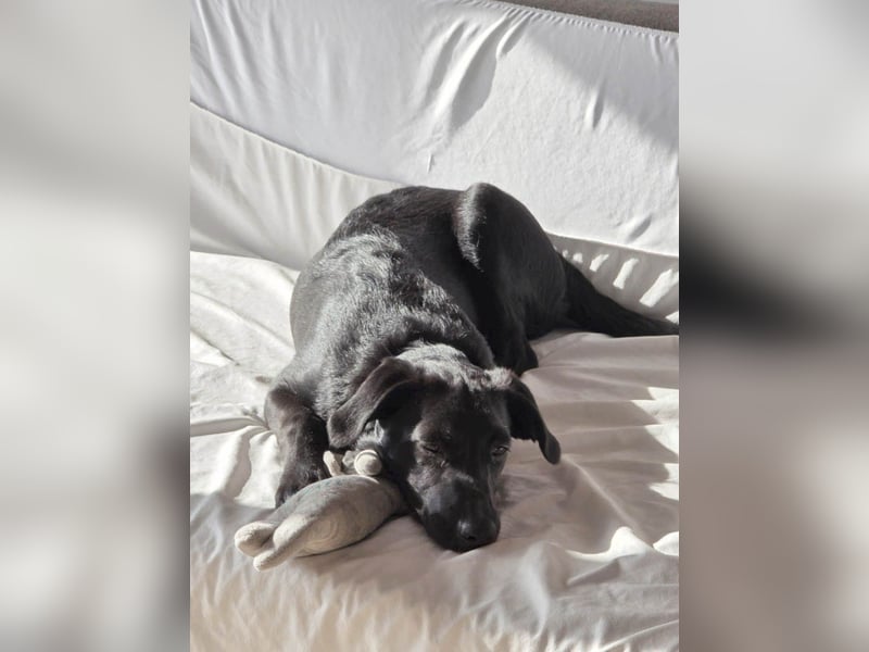 Süßer Paddy sucht seine Familie