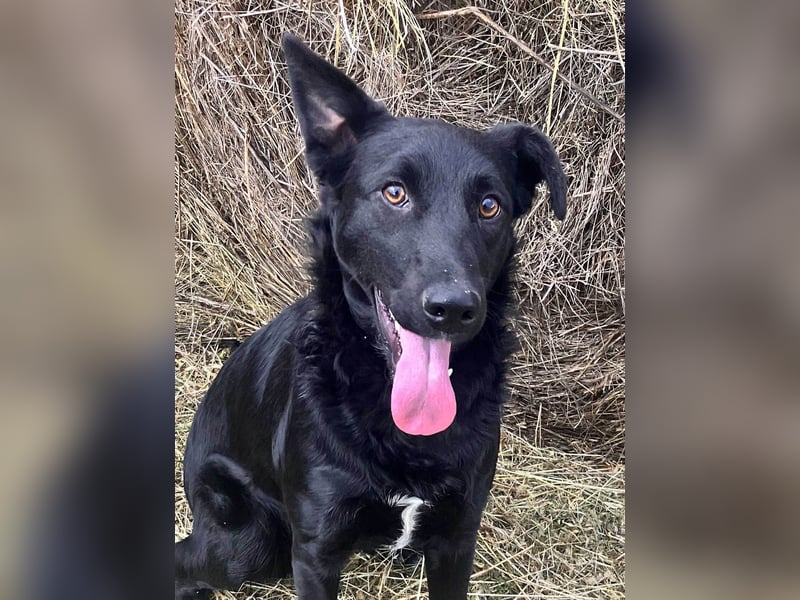 Hübsche Margo sucht ihr Körbchen