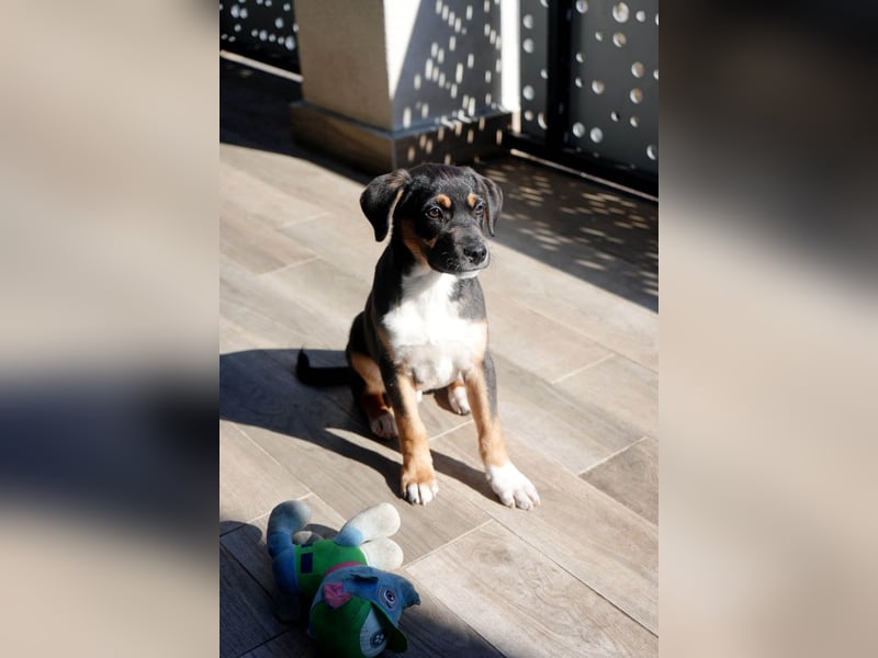 Knuffiger Boston sucht seine Familie