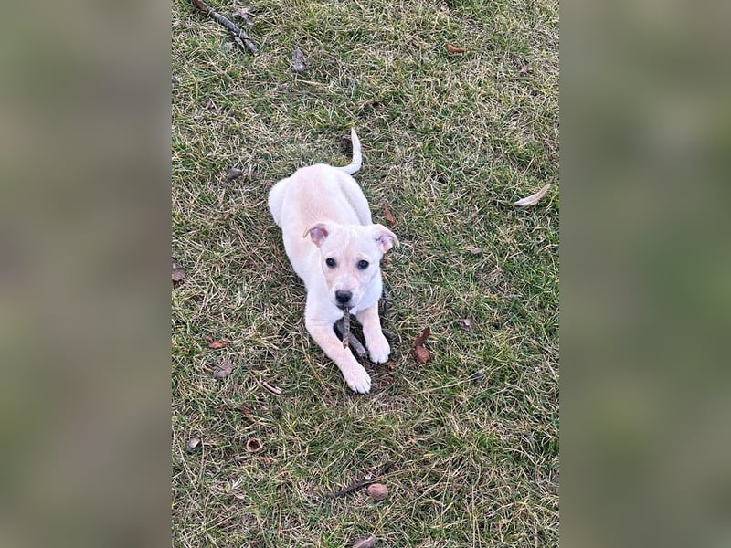 Knuffiger Benito sucht liebe Menschen