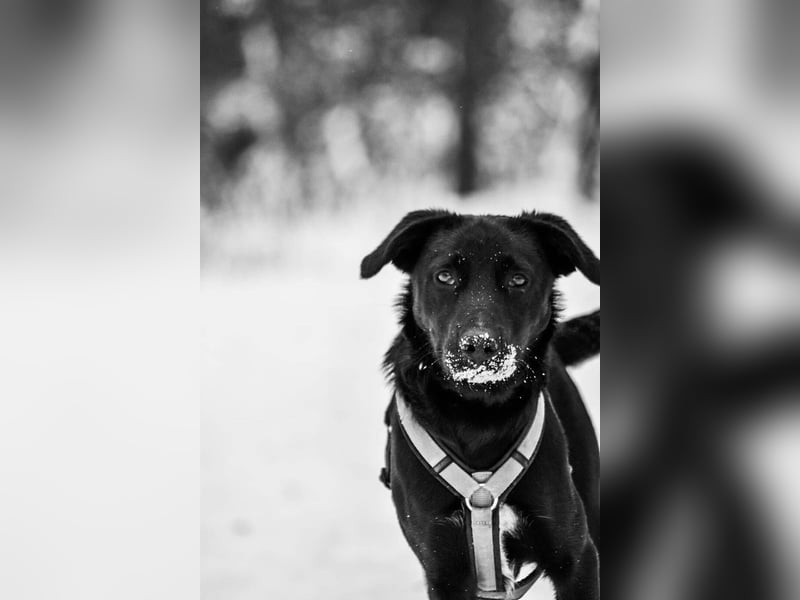 Süßer Paddy sucht seine Familie