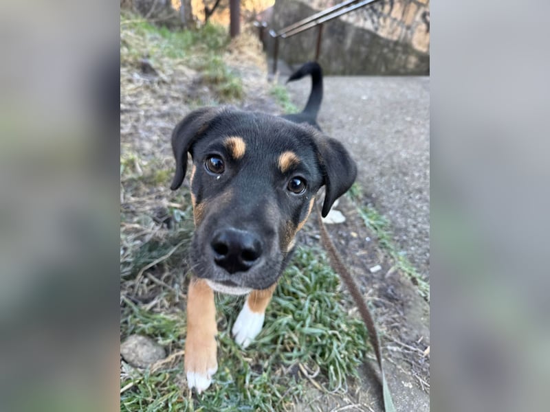 Knuffiger Boston sucht seine Familie