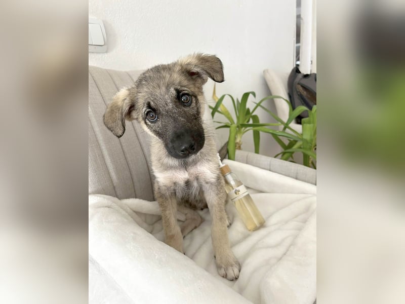 Goldige Miraya sucht ihre Menschen