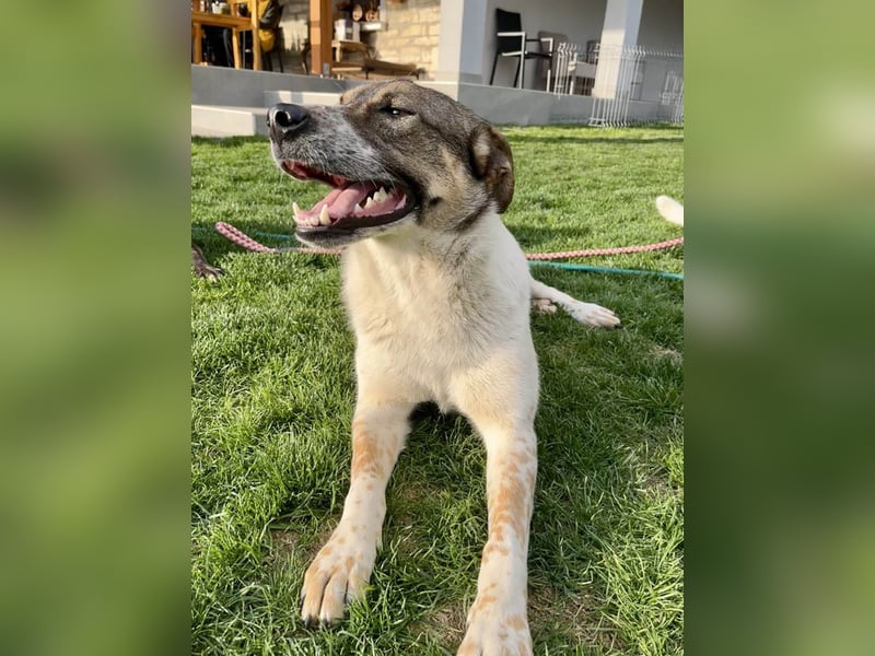 Hübsche Olive sucht ihr eigenes Körbchen