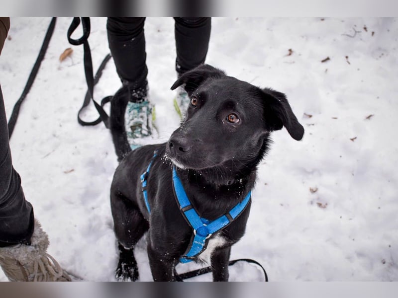 Süßer Paddy sucht seine Familie