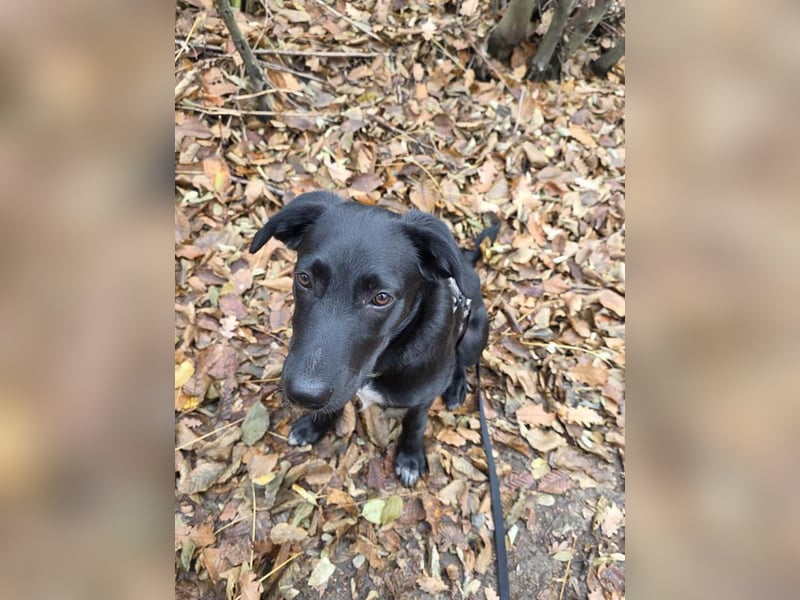 Süßer Paddy sucht seine Familie