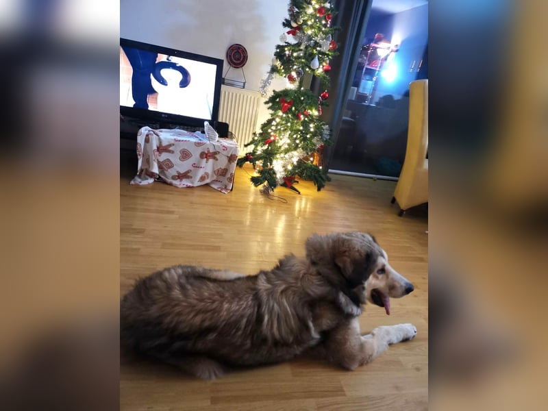 Fistic, süßer Dreibeiner, möchte auch so gerne eine Familie. Wer gibt ihm eine Chance?