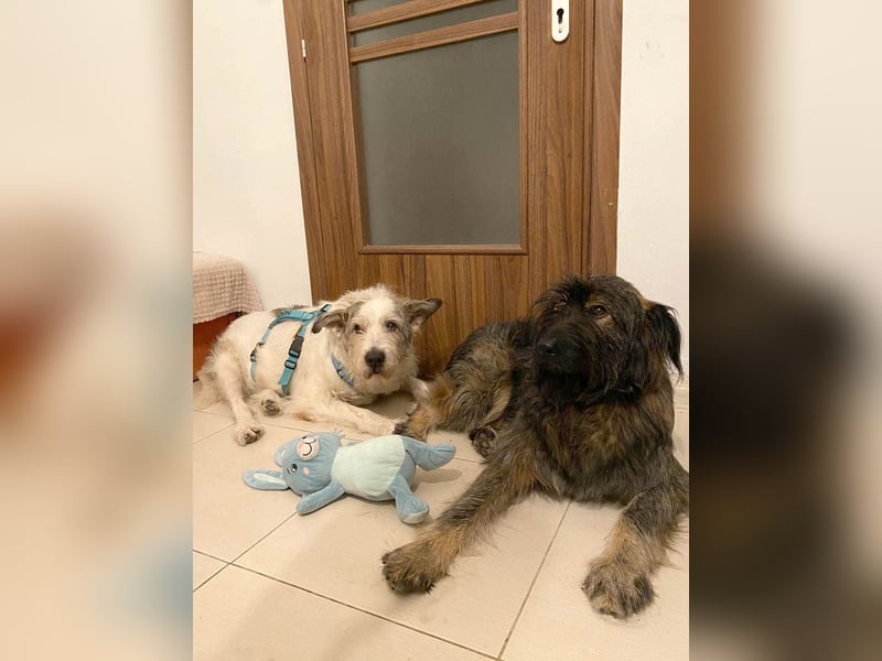 Wuscheliger Grey sucht seine Familie