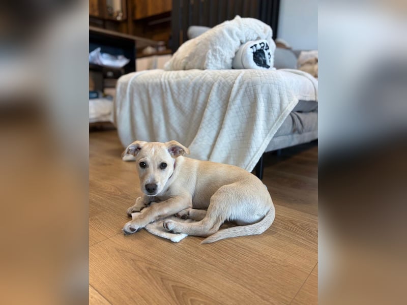 Knuffiger Benito sucht liebe Menschen