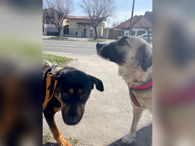 Große Odette sucht ihr eigenes Zuhause
