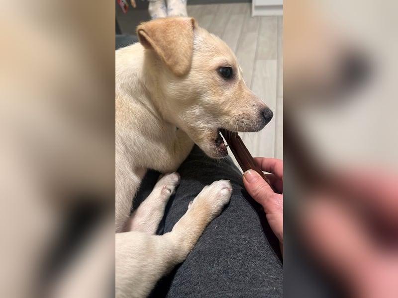 Knuffiger Benito sucht liebe Menschen