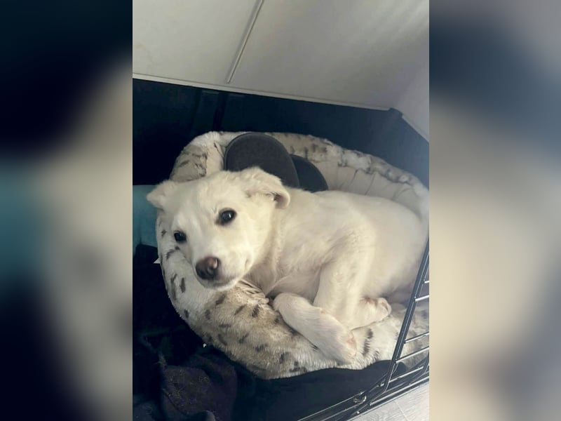 Goldiger Sully sucht liebe Menschen