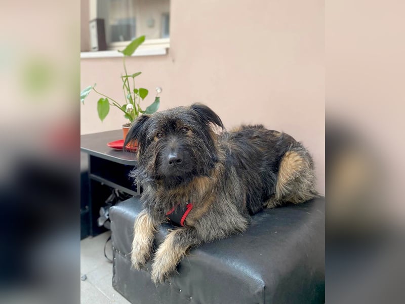 Wuscheliger Grey sucht seine Familie