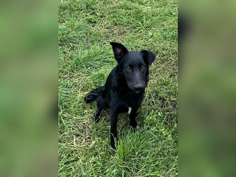 Hübsche Margo sucht ihr Körbchen