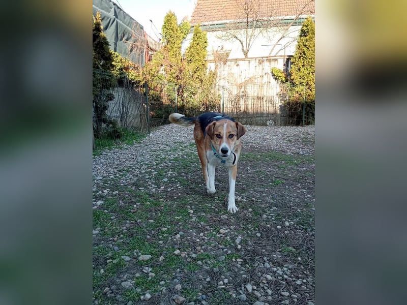 Goldige Alba sucht ihr eigenes Körbchen