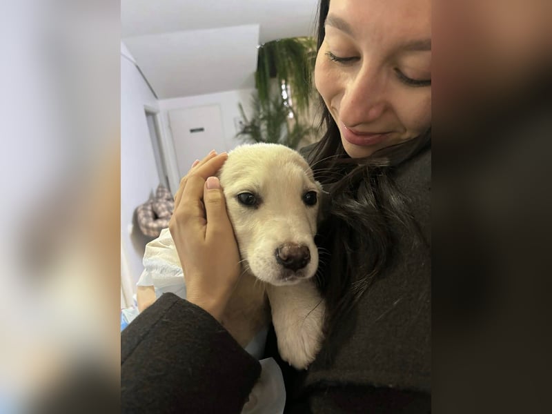 Goldiger Sully sucht liebe Menschen