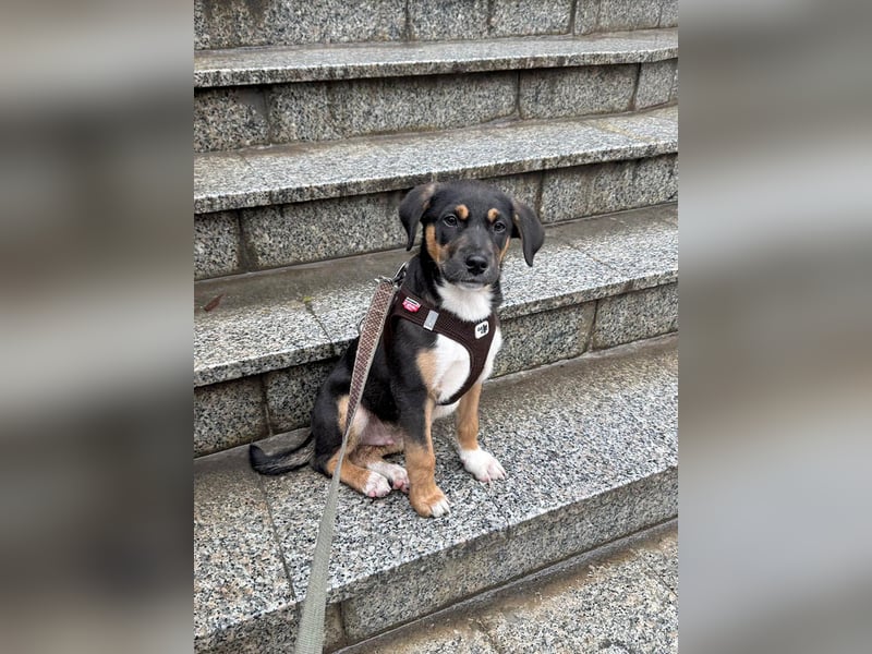 Knuffiger Boston sucht seine Familie