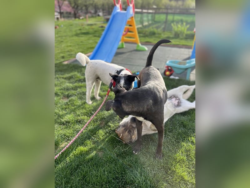 Hübsche Olive sucht ihr eigenes Körbchen