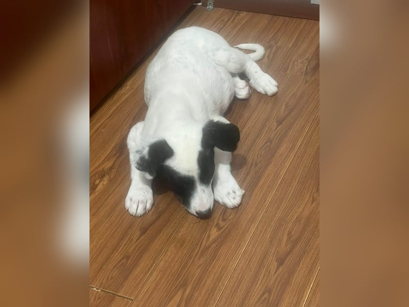 Goldige Melba sucht ihr eigenes Körbchen