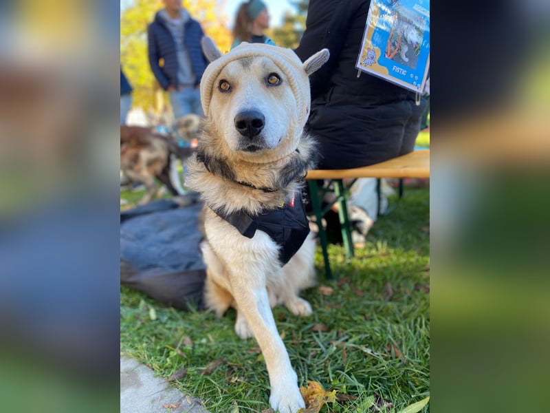 Fistic, süßer Dreibeiner, möchte auch so gerne eine Familie. Wer gibt ihm eine Chance?