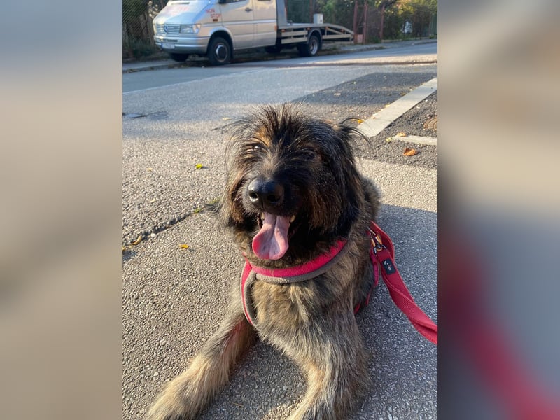 Wuscheliger Grey sucht seine Familie