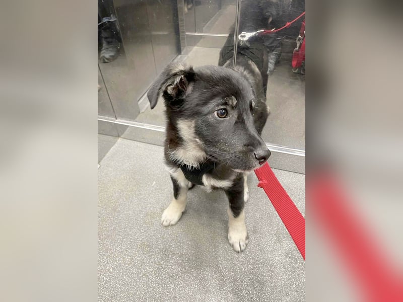 Sio, Bruder von Sally und Sully sucht auch seine Familie