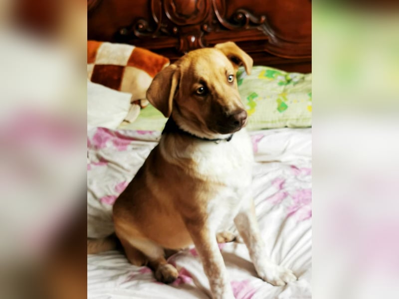 Knuffiger Toby sucht seine Familie