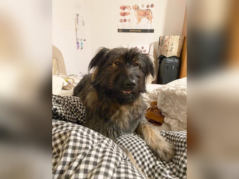 Wuscheliger Grey sucht seine Familie