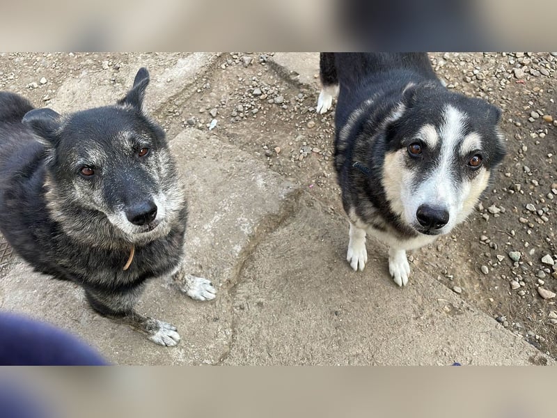 Wer gibt dem älteren Boris eine Chance auf ein Zuhause?