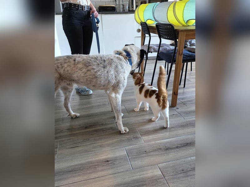 Toto sucht ein liebevolles Zuhause