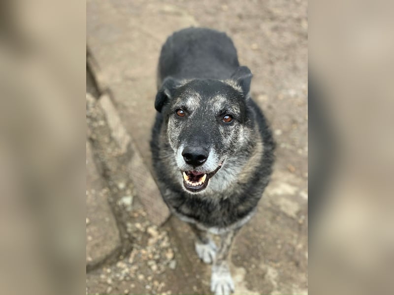 Wer gibt dem älteren Boris eine Chance auf ein Zuhause?