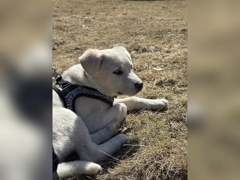 Goldiger Sully sucht liebe Menschen