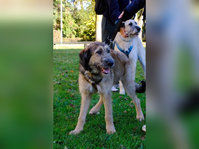 Hübscher Murphy sucht sein eigenes Körbchen