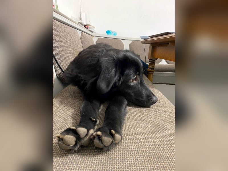 Aktiver Rollo sucht liebevolle und konsequente Menschen