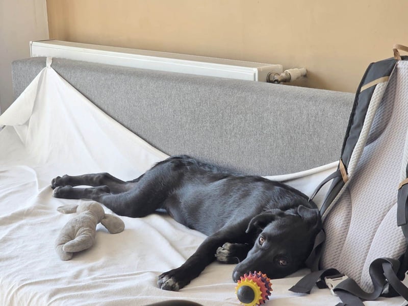 Süßer Paddy sucht seine Familie