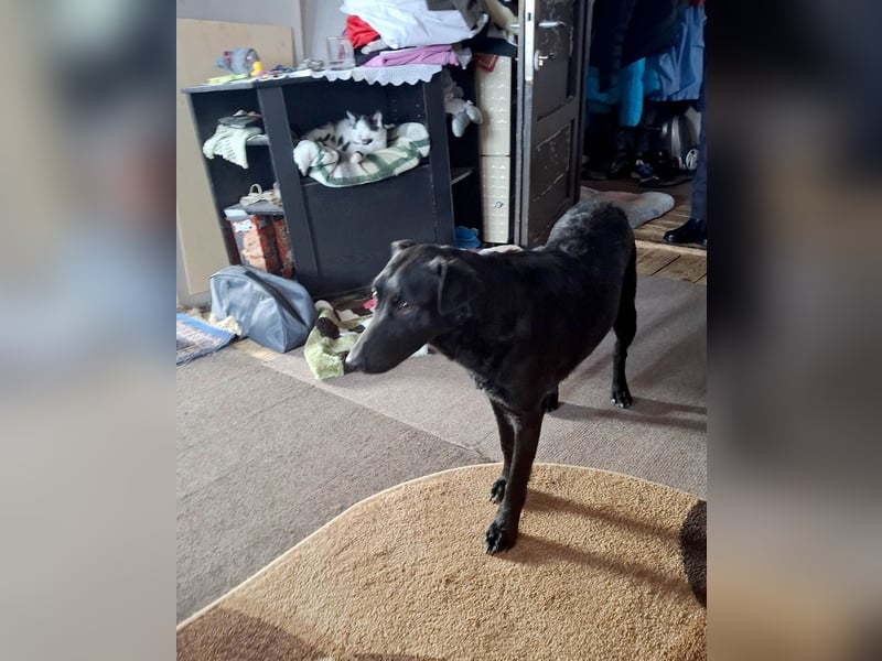 Hübsche Margo sucht ihr Körbchen