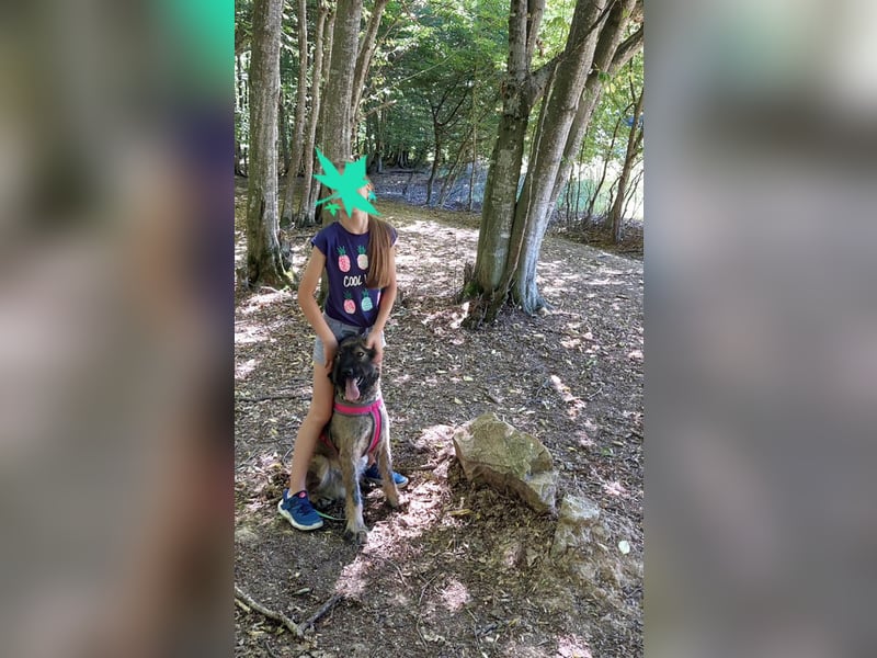 Wuscheliger Grey sucht seine Familie