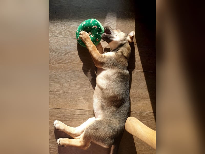 Goldige Burita will eine eigene Familie