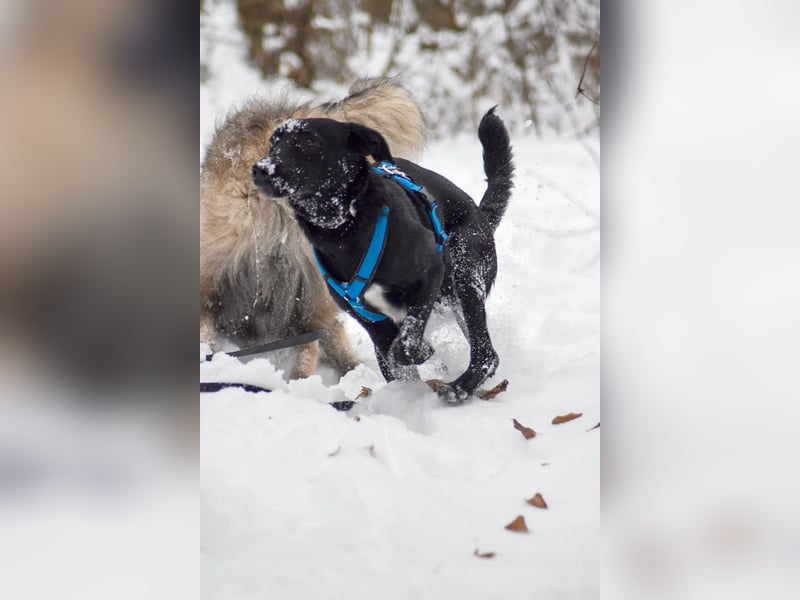 Süßer Paddy sucht seine Familie