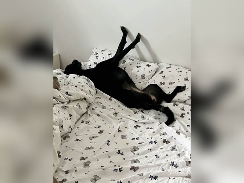 Wunderschöne Mai sucht ihre Familie