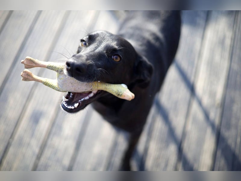 Wunderschöne Mai sucht ihre Familie