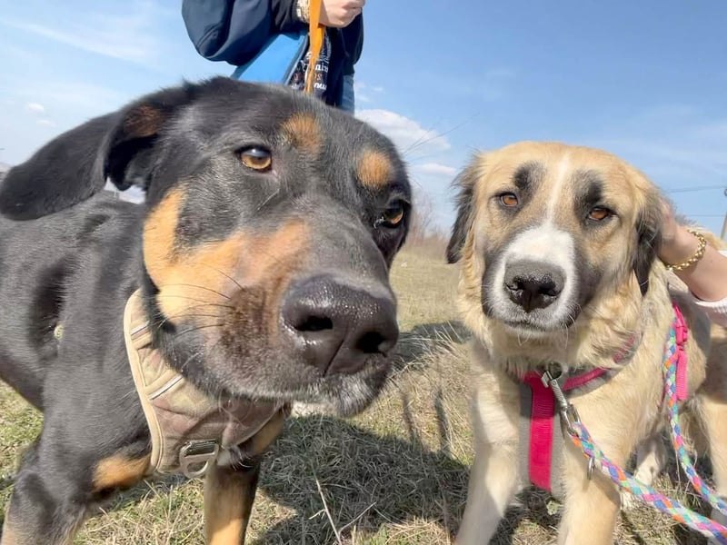 Große Odette sucht ihr eigenes Zuhause