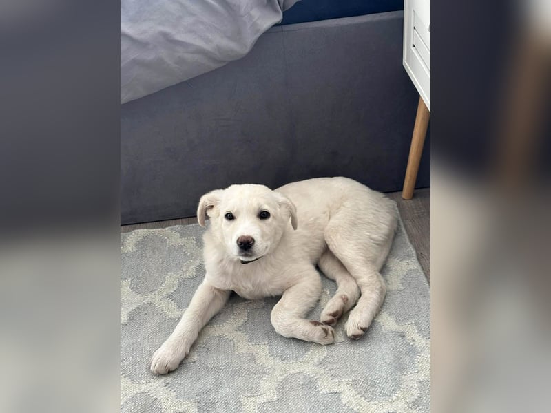 Goldiger Sully sucht liebe Menschen