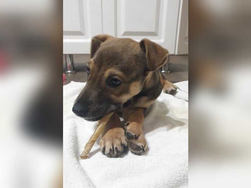 Goldige Burita will eine eigene Familie